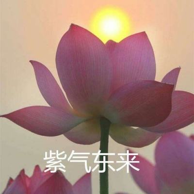 指尖坦克游戏下载